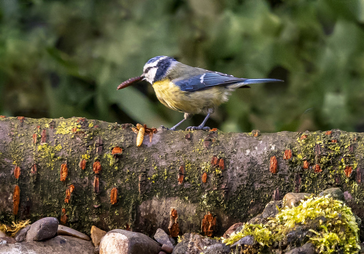 Winston the Blue Tit